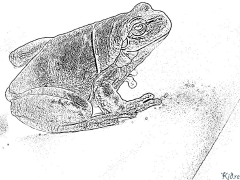 frog Mapeji Anodhindwa Emavara